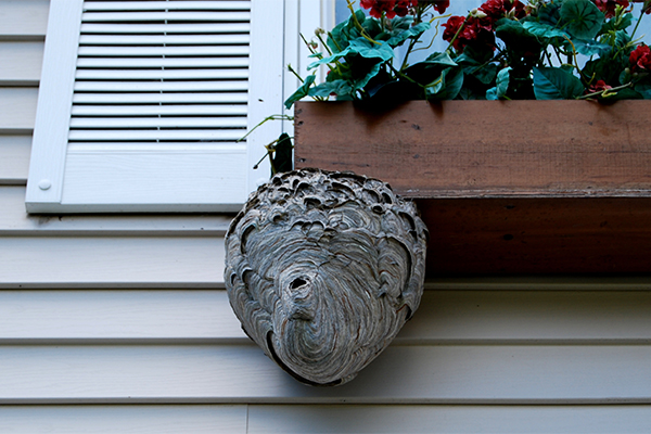Image of wasp nest on home; call Front Range Pest for pest control.
