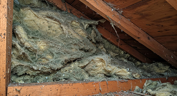 Image of insulation damaged by wildlife nesting.