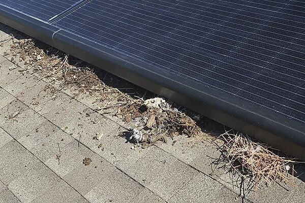 Image of bird debris and nesting material obstructing a solar panel on a residential roof.