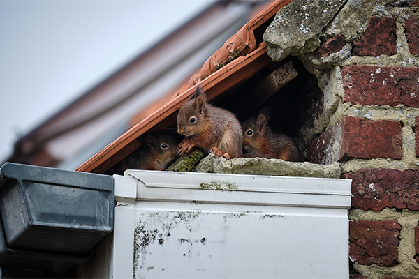 Image of a family of squirrels living in an attic; call Front Range Pest for wildlife pest control. 