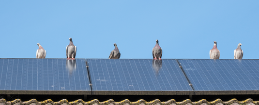 Protecting Your Solar Panels from Nesting Pigeons