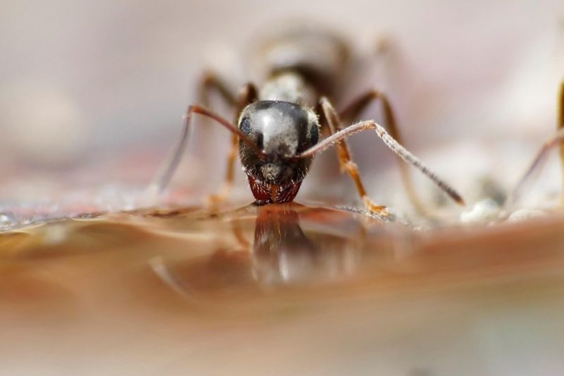 Effective Ant Pest Control in Colorado: Keep Your Home Ant-Free
