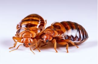 Animated image of two bed bugs.