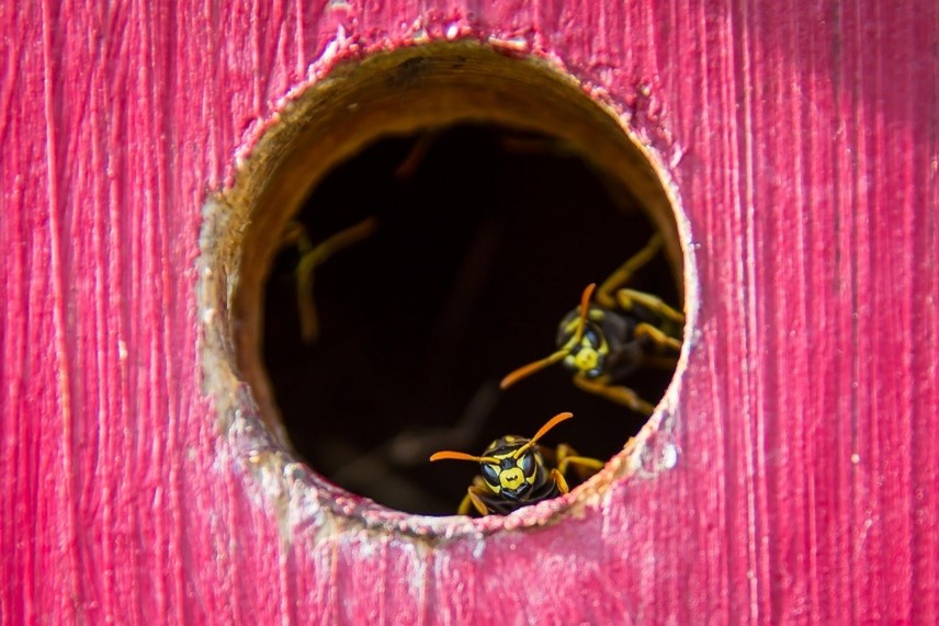 Image of wasps coming out of a wooden hole in a playscape.