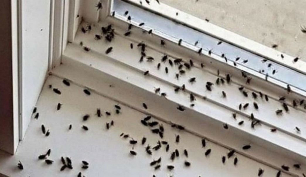 Cluster flies swarming on a windowsill.