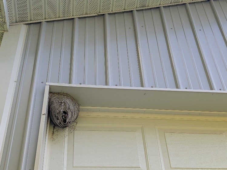 Image of a wasp nest in a garage-door overhang.