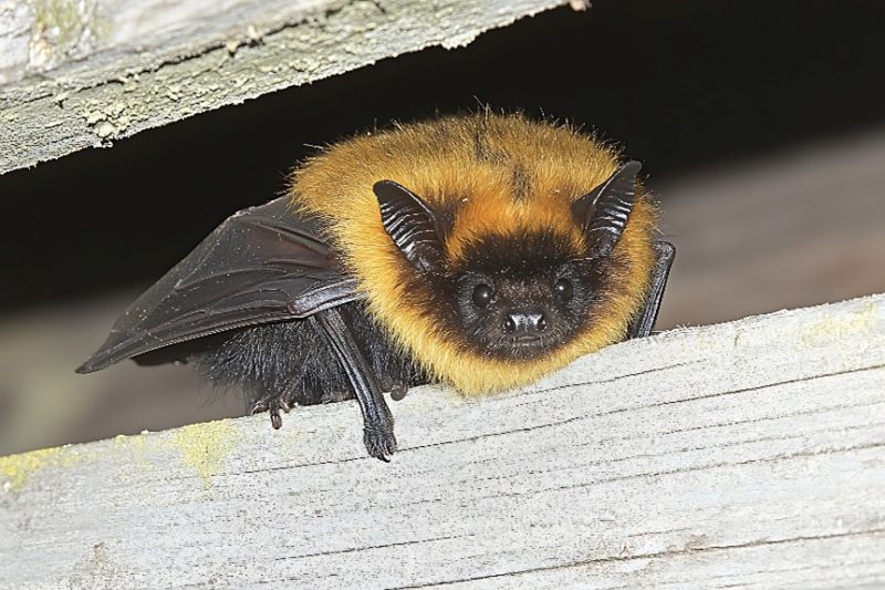 Bat Encounters and Rabies Risk: What You Need to Know