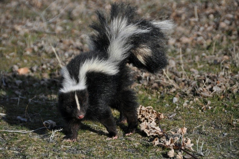 Comprehensive Wildlife Pest Control: Humane Raccoon, Skunk, and Bat Removal