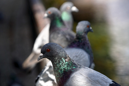 Pigeon Control in Urban Areas and Around Solar Panels