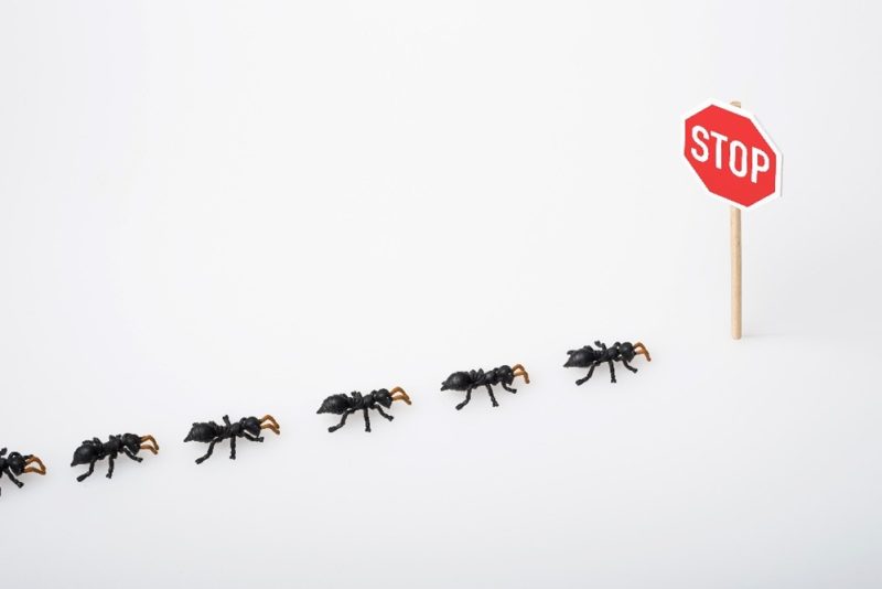 Seasonal Insect Pest Problems in Colorado & Wyoming