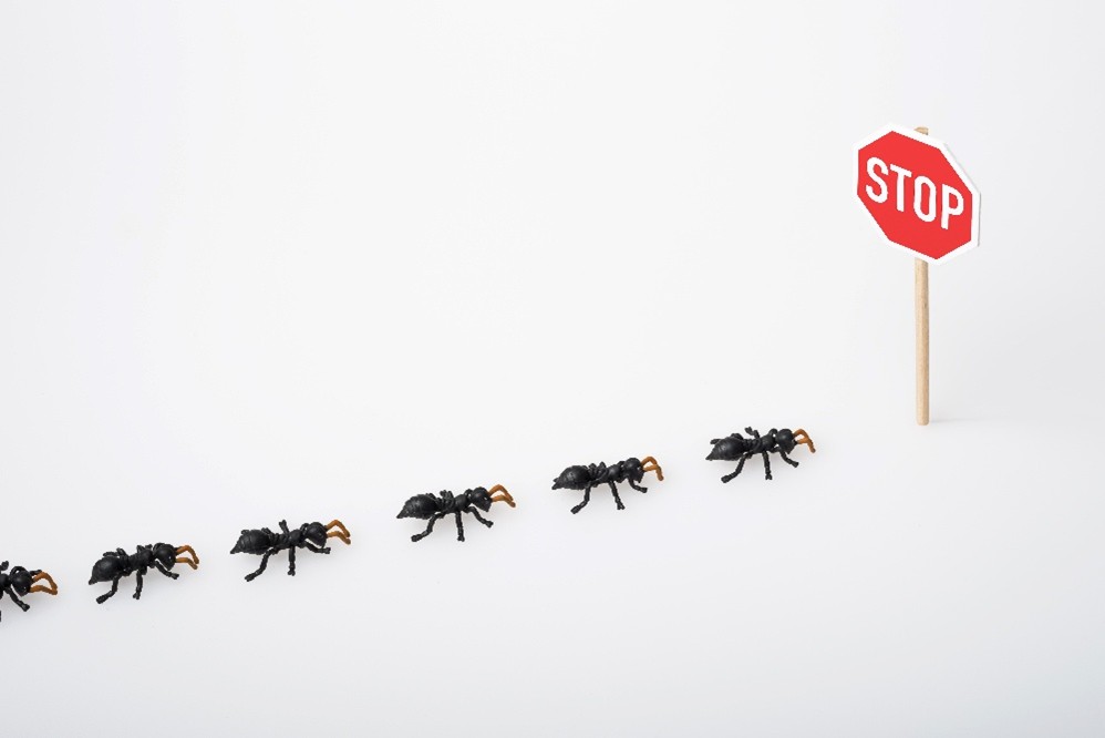 Animated image of ants stopped at a stop sign.