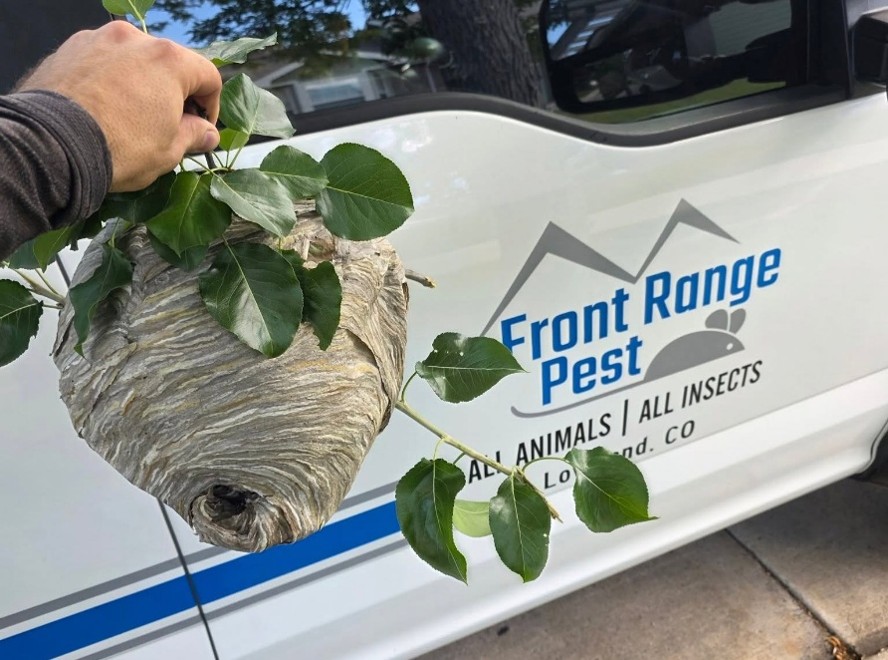 Image of a wasp nest safety removed by Front Range Pest.