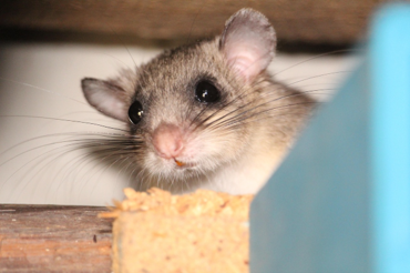 Image of a mouse hiding in the attic.
