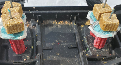 Keep Mice Under Control with Front Range Pest’s Recurring Services
